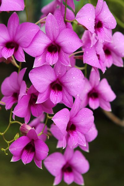 Orchid: Dendrobium bigibbum - Flower symbol of the state of Queensland, Australia - Flickr - Photo Sharing Cooktown Orchid, Dendrobium Orchid, Flower Symbol, Dendrobium Orchids, Trendy Flowers, Beautiful Orchids, Flowers Garden, Exotic Plants, Orchid Flower