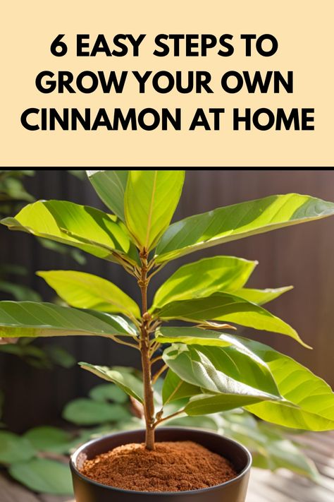 Learn the secrets of how to grow cinnamon from the comfort of your own home with our comprehensive guide. Discover step-by-step instructions for planting, caring for, and harvesting cinnamon plants. Find out the best tips and tricks for ensuring a successful cinnamon harvest all year round. Whether you're an experienced gardener or just starting out, growing your own cinnamon can be a rewarding and fulfilling experience. Explore the world of homegrown spices and elevate your culinary creations w Growing Cinnamon Plants, How To Grow Cinnamon, Cinnamon For Plants, Growing Cinnamon, Grow Cinnamon, Cinnamon Plant, Cinnamon Tree, Growing Vegetables In Pots, Growing Strong