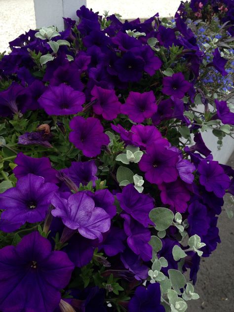 Purple Petunias Dark Purple Petunias, Purple Petunias In Pots, Friar Lawrence, Dream Garden Flowers, Pride Flowers, Purple Petunias, Golden Afternoon, Dark Purple Flowers, Container Garden Design