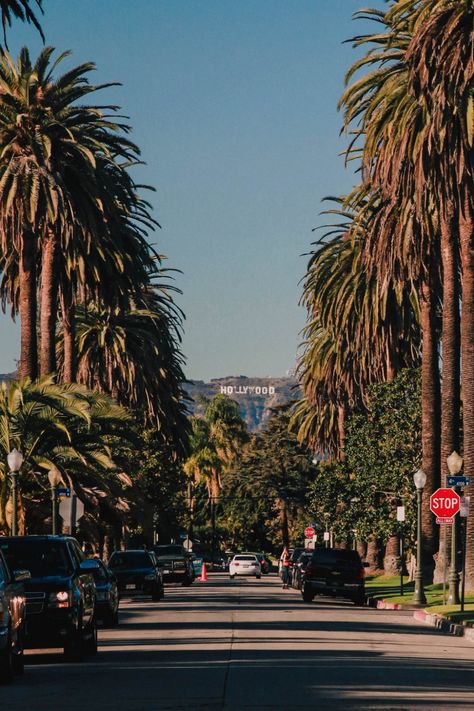 How to Find the Palm Tree Lined Street with a View of the Hollywood Sign - All Things Kate Los Angeles Palm Trees, Los Angeles Wallpaper, Hollywood Street, Los Angeles Aesthetic, Los Angeles Hollywood, Los Angeles Travel, West Los Angeles, Hollywood Boulevard, Los Angles