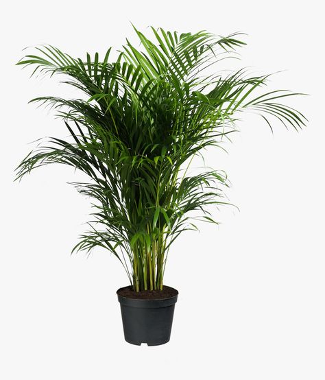 Indoor Palm Trees, Palm Tree Png, Media Sombra, Indoor Palms, Kentia Palm, Cat Plants, Areca Palm, Palm Plant, Cap Ferret