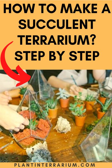 How To Make A Terrarium With Succulents, How To Create A Terrarium Garden, Succulent Diy, Succulent Potting Mix, Succulent Species, Diy Terrarium Kit, Open Terrariums, Diy Succulent Terrarium, Garden Problems