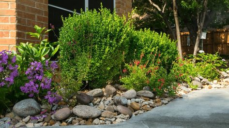 6 Native Plants for Rock Gardens in North Texas North Texas Landscape Ideas, Native Landscaping, Texas Plants, Landscaping Rock, Texas Native Plants, Texas Landscape, Rock Plants, Perennial Grasses, Yucca Plant