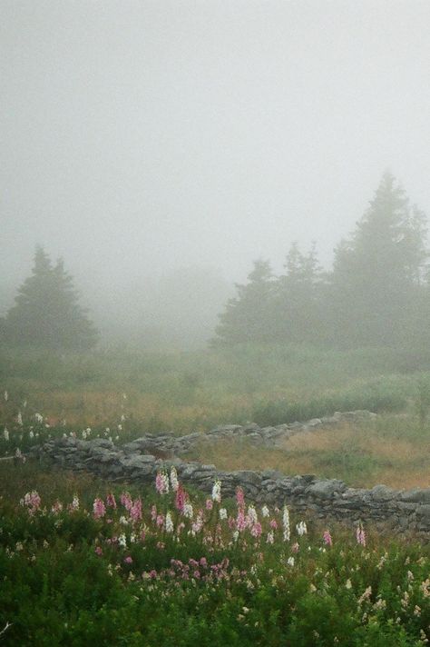 anotic:  Windingwall  |  Cheryl Cashin Misty Flower Field, Mist Illustration, Misty Scenery, Foggy Meadow, Foggy Field, Map Key, Forest Home, Wild Flower Meadow, Alpine Meadow