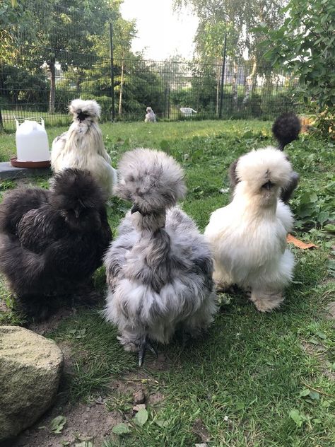 Cool Chicken Breeds, Silky Bantam Chickens, Bantam Silkie Chickens, Silkie Chicken Coop, Silkies Chickens, Silky Chickens, Chicken Silkie, Silkie Chickens Coop, Pretty Chickens