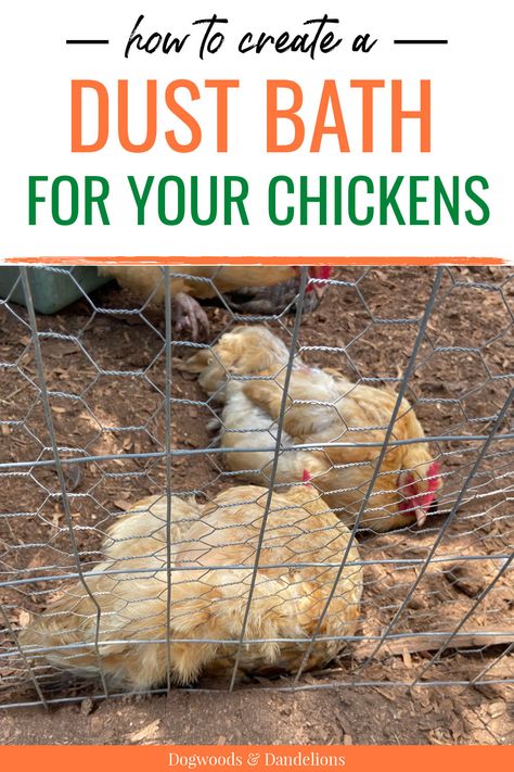 How do chickens clean themselves? By taking a dust bath. And you can help your chickens stay clean and prevent parasites by building a dust bath for them. This post share how and where to build a dust bath for your flock. Dust Bath For Chickens, Baby Chicks Raising, Chicken Boxes, Chicken Barn, Clean Chicken, Types Of Chickens, Dust Bath, Homesteading Skills, Chickadees