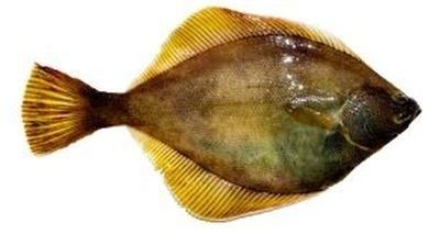 Yellowfin sole - Alchetron, The Free Social Encyclopedia Filet Of Sole, French Angelfish, Ocean Sunfish, Threadfin Rainbowfish, Longear Sunfish, Sole Fish, Pacific Cod, Trophic Level, Fish Pet