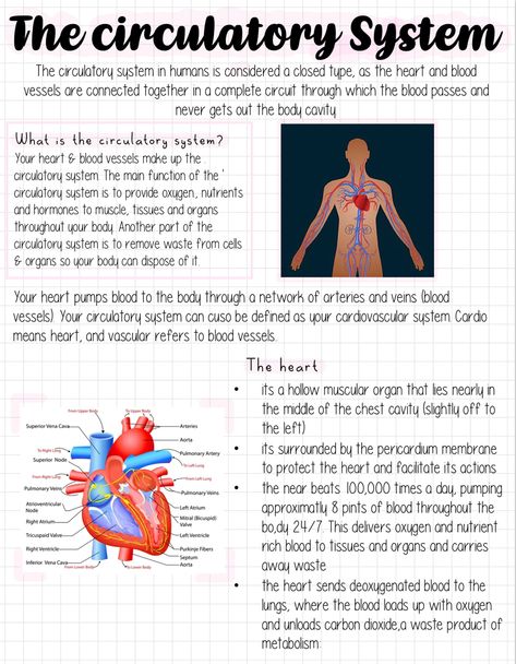 The Cardiovascular System, Circulatory System Notes, Cardiovascular System Notes, Circulatory System Projects, Cardiology Study, Nursing School Studying Cheat Sheets, Human Circulatory System, Medical Assistant Student, Nursing Motivation