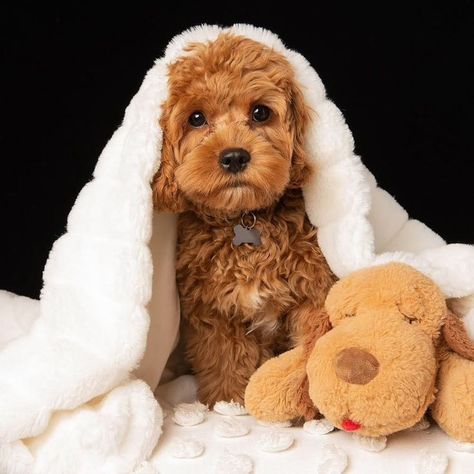 Puppy Photoshoot, Puppy Photography, Cavapoo Puppies, Super Cute Puppies, Cute Little Puppies, Cute Dogs And Puppies, Little Puppies, Puppy Pictures