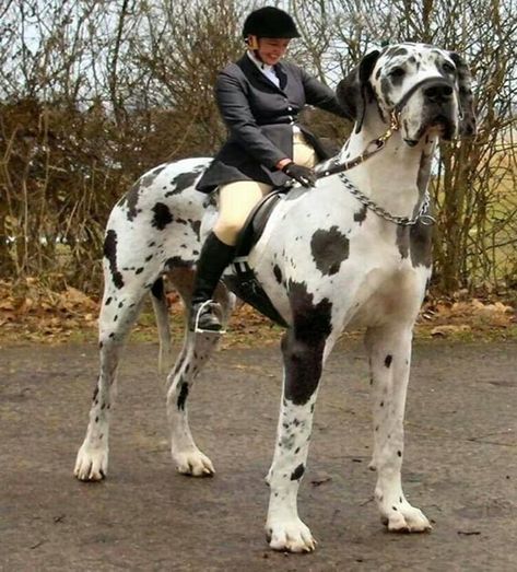 20 Huge & Cuddly Dogs That You'll Want To Adopt Immediately. – InspireMore Pet Anime, Mastiff Breeds, Cute Puppies And Kittens, Rare Dogs, Dog Breeds List, Big Dog Breeds, Huge Dogs, Giant Dogs, Great Dane Dogs