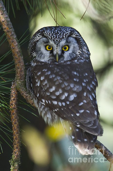 Boreal Owl, Kluane National Park, Saw Whet Owl, Owl Post, Nocturnal Birds, Burrowing Owl, Small Owl, Owl Party, Owl Eyes