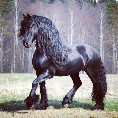 Horse Dressage, Black Horses, Most Beautiful Horses, Friesian Horse, Majestic Horse, All The Pretty Horses, Horse Crazy, Draft Horses, Cute Horses