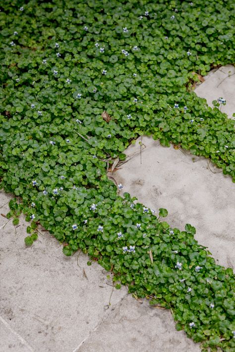 Meet the Aussie Wonder: Australian Violet This charming ground cover, scientifically known as Viola hederacea, is a native beauty. With its heart-shaped leaves and delicate purple blooms, it's not just a treat for the eyes but a multi-purpose garden superstar. Why we love it? It's low-maintenance, versatile (sun or shade, it thrives!), and perfect for planting between pavers and stepping stones, adding a touch of nature to your hardscapes. Plus, it's a magnet for butterflies and bees! Stepping Stones Pathway To Pool, Australian Violet, Stepping Stones Pathway, Garden Pavers, Step Stones, Australian Native Garden, Native Plant Gardening, Garden Stepping Stones, Sun Garden