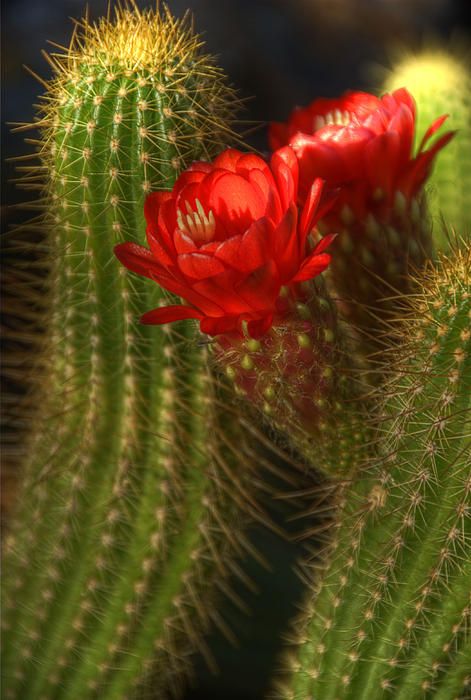 ♥ Cactus With Red Flower, Red Cactus, Blooming Cactus, Cactus Blossoms, November 19th, Desert Garden, Succulent Care, Unusual Plants, Unusual Flowers