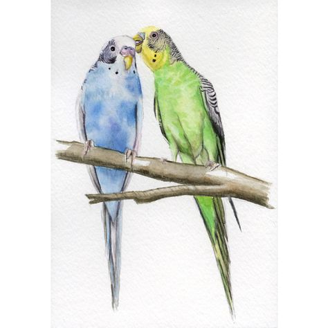 Parakeets, budgie painting 5x7 PRINT from original watercolor, art... ($12) ❤ liked on Polyvore featuring home, home decor, wall art, watercolor wall art, watercolour painting, watercolor painting, parrot wall art and water colour painting Budgie Painting, Parrot Painting, Illustration Kunst, Parrots Art, Parakeets, Pet Bird, Watercolor Wall Art, Color Art, Bird Drawings