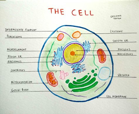 The cell structure. Organelles. Watercolor. Kateryna Tonyuk Cell Structure Drawing, Human Cell Project Ideas, Cell Project Ideas Models, Cell Project Ideas, Human Cell Structure, Models Drawing, Vet Nursing, Structure Drawing, Cell Project