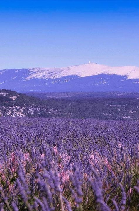 Champs de Lavande et Mont Ventoux ~ Provence ~ France ~ 📸Serlunar "La ferme aux lavandes de Sault-en-Provence" France Landscape, Mediterranean Coast, Provence France, Lavender Scent, French Riviera, Provence, Beautiful Pictures, Paradise, Lavender