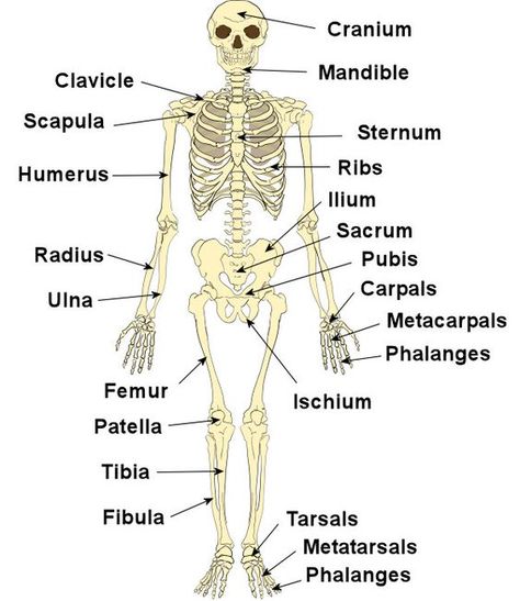 Bones of the Human Body                                                                                                                                                                                 Mehr Anatomi Dan Fisiologi, Skeleton Memes, The Human Skeleton, Medical Assisting, Body Bones, Skeletal System, Medical Facts, Nursing School Tips, Medical School Studying