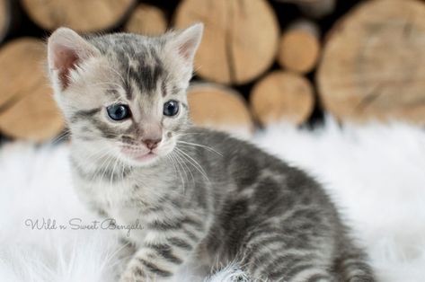 Blue Bengal Cats & Kittens for Sale | Wild & Sweet Bengals Charcoal Bengal, Kittens For Sale Near Me, Bengal Cat For Sale, Bengal Cat Breeders, Bengal Cat Kitten, Bengal Kittens For Sale, Bengal Kittens, Bengal Kitten, Kittens For Sale