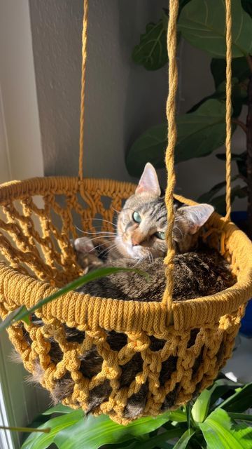 Crochet Cat Bed Hanging, Crochet Cat Cave Pattern Free Pet Beds, Crochet Hanging Cat Bed Free Pattern, Crochet Magazine Holder, Crochet Stuff For Cats, Crochet Cat Basket, Crochet Cat Pod, Crochet Things For Cats, Crochet Cat Hammock