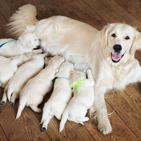 Newborn Puppies, Instagram Dogs, Pet Store, Veterinarian, Pitbull, Dog Life, Dog Days, Dog Love, Puppy Love