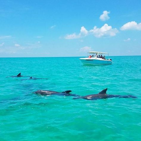 Florida Dolphins, Fl Keys, Florida Attractions, Key West Florida, Calm Water, Private Island, Once In A Lifetime, Florida Keys, Key West