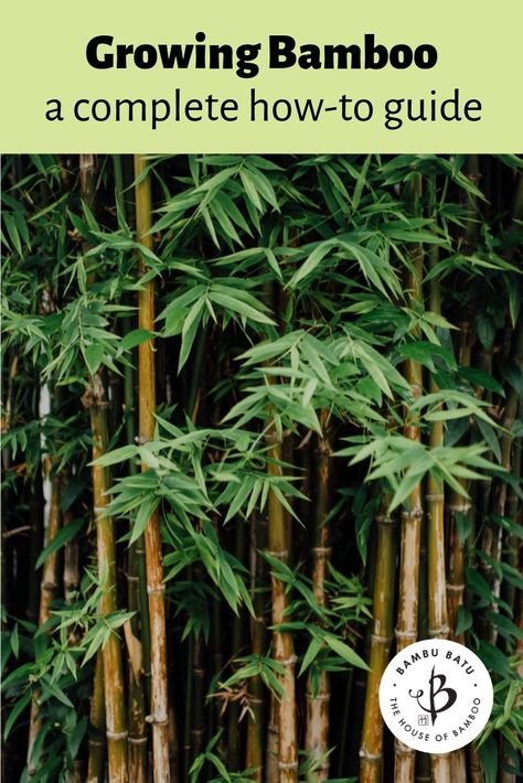 How To Grow Bamboo Outdoors, Bamboo Planter Ideas, Growing Bamboo Outdoors, Growing Bamboo In Containers, Garden Bamboo Ideas, Bamboo Ideas Outdoor, Bamboo Farming, Bamboo Propagation, Planting Bamboo