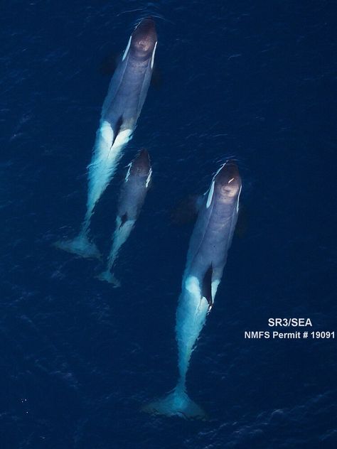 Whale From Above, Antarctic Peninsula, Whale Migration, Orcinus Orca, Minke Whale, Marine Wildlife, Health Images, Marine Ecosystem, Aerial Images