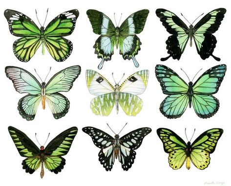 Butterfly Wings Art, Arte Aries, Green Butterflies, Watercolor Butterfly, Wings Art, Butterfly Gifts, Butterfly Drawing, Insect Art, Green Butterfly