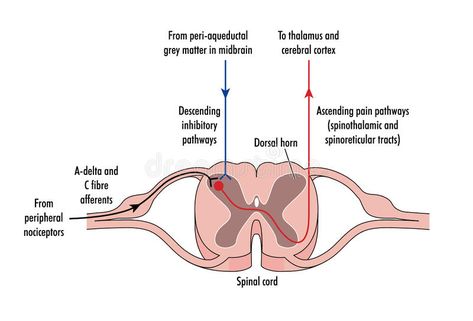 Spinal Cord Drawing, Drawing Cross, Cerebral Cortex, Spinal Nerve, Spinal Cord, Cross Section, Free Illustration, Neurology, Social Media Design Graphics