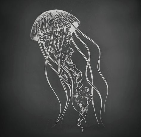 Black + White Jellyfish Art Medusa Animal, Drawing Jellyfish, Jellyfish Facts, White Jellyfish, Jellyfish Lantern, Jellyfish Jewelry, Jellyfish Costume, Jellyfish Illustration, Jellyfish Photography