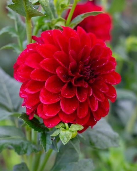 Lorelie | Australian Flower Farmer | Dahlias on Instagram: "We FINISHED digging the dahlia field today! Yay! So satisfying to be done for another year.   Now to continue with dividing our clumps.  Hannah has been making good progress while Laura and I have been digging but now it’s all hands on deck to get them completed.  These photos are all of Florelie Macaw. A rich deep red dahlia on long strong stems." Red Dahlia, Rainbow Garden, Australian Flowers, Flower Farmer, Made Goods, Deep Red, Dahlia, Farmer, Rainbow