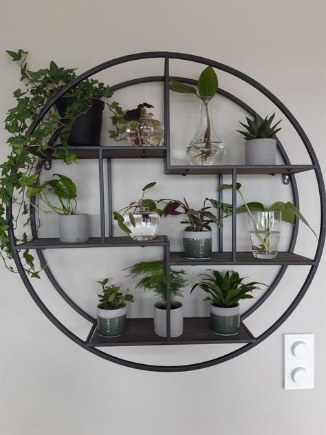 Circle, plant, decor, livingroom, wall Circle Plant Shelf, Circle Room Decor, Round Plant Shelf, Circle Shelf Decor, Acupuncture Room, Circle Wall Shelf, Hall Wall Decor, Round Wall Shelves, Circle Shelf