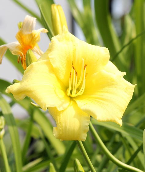 Illuminate your garden with the radiant beauty of the Stella Supreme Rebloomer Daylily! This enchanting perennial boasts brilliant, buttery-yellow blooms that light up any outdoor space with their sunny charm. Blooming repeatedly from summer to fall, the Stella Supreme Daylily provides a continuous display of vibrant color and elegance, making it a standout addition to flower beds, borders, and containers. Its robust, repeat blooms and light, sweet fragrance add a delightful touch to your garden Radiant Beauty, Lily Bulbs, Sweet Fragrance, Day Lilies, Summer To Fall, Hardy Plants, Daylilies, Pretty Plants, Sweet Fragrances