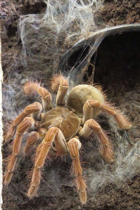 Theraphosa stirmi - Burgundy Goliath Birdeater (Guyana) Goliath Tarantula, Goliath Bird Eater, Beautiful Spiders, Eight Legged Freaks, Spiders And Snakes, Tarantula Spider, Types Of Spiders, Arthropods, Arachnids