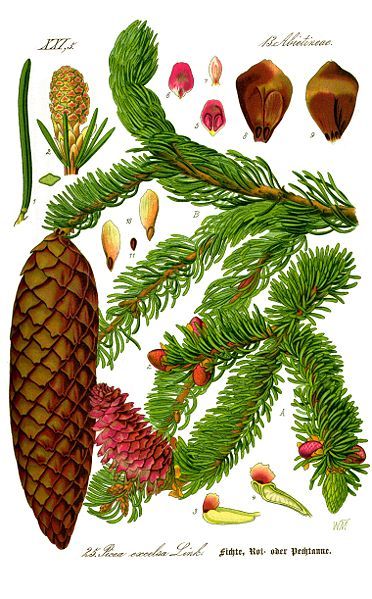 Picea abies Picea Abies, Norway Spruce, Antique Botanical Print, Illustration Botanique, Basic Knowledge, Vintage Botanical Prints, Scientific Illustration, Tree Illustration, Botanical Drawings