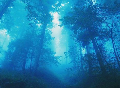 Azure Aesthetics on Instagram: “I’m a ‘blue sky thinker’ and I dream big. > comment a blue emoji 🦋” Whatsapp Plus, Blue Emoji, Light Blue Aesthetic, Foggy Forest, Misty Forest, Blue Forest, High Resolution Wallpapers, Forest Wallpaper, Blue Tree