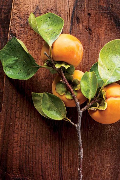 Use these easy step-by-step instructions to grow a persimmon tree from a seed. Persimmon Tattoo, Persimmon Painting, Hare Drawing, Persimmon Tree, Persimmon Fruit, Thanksgiving 2023, Growing Fruit Trees, Painting Reference, Grow Food