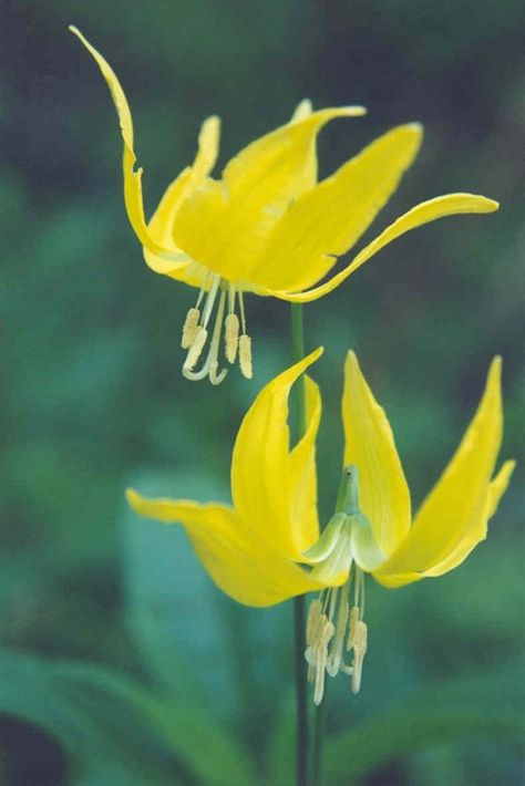 Glacier Lily, Water Wise Plants, Montana Travel, Sunshine Girl, Valley Flowers, Spring Wildflowers, Lavender Plant, Plants Succulents, Water Wise