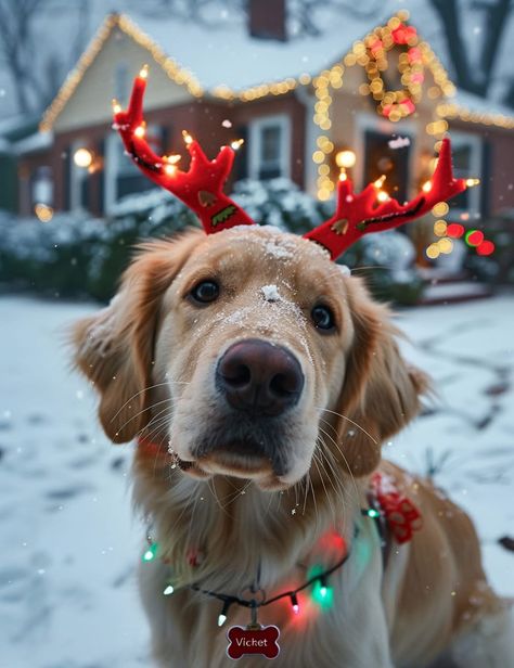 Golden Retriever Winter, Aesthetic Animals, Snow Photoshoot, Golden Retriever Christmas, Puppy Dog Eyes, Cute Dog Photos, Cute Dog Pictures, Snow Dogs, Dog Photo