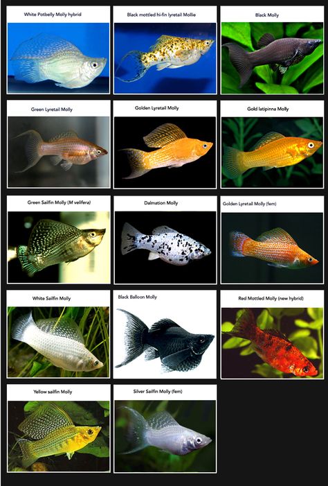 Ikan Air Tawar, Saltwater Aquarium Fish, Tropical Fish Aquarium, Tropical Fish Tanks, Tropical Freshwater Fish, Fresh Water Fish Tank, Fish Breeding, Tropical Aquarium, Freshwater Aquarium Fish