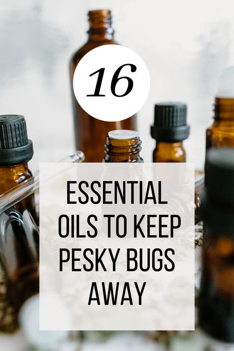 Discover the power of nature with 16 essential oils that naturally repel insects. Keep bugs at bay and enjoy the outdoors with these potent, aromatic oils known for their insect-repellent properties. Using essential oils is one of my favorite ways to naturally repel insects. #essentialoils #insectrepellents Bee Repellent Essential Oils, Noseeums Repellant Diy, Diy Essential Oil Bug Spray, Essential Oil Bug Spray For Home, Essential Oils Insect Repellent, Bug Spray With Essential Oils, Wine Bottle Tiki Torch Diy, Insect Repellent Essential Oils, Essential Oil Bug Repellent