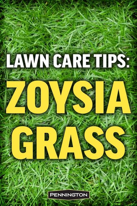 Zoysia Grass Lawn, Zoysia Grass Care, Lawn Design Ideas, Zoysia Lawn, Zoysia Grass Seed, Yard Planning, Zoysia Sod, Alabama Homes, Best Grass Seed