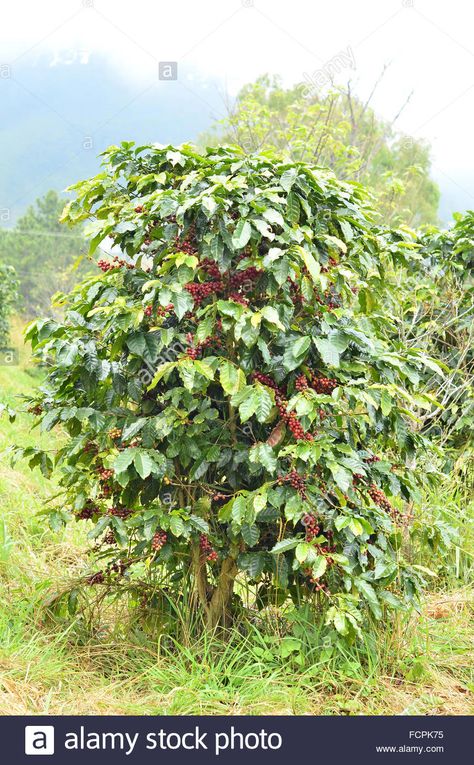 Coffee Tree Plant, Coffee Bean Tree, Coffee Process, Farming Ideas, Fresh Coffee Beans, Coffee Tree, Coffee Plant, Food Forest, Natural Foods