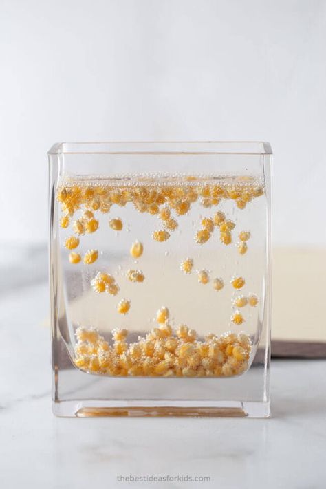 Dancing Corn Experiment, Corn Science Experiment, Dancing Corn, 4th Grade Science Projects, Oil And Water Experiment, Fun Fall Crafts For Kids, Summer Science Activities, Science Experiments Kids Elementary, Water Experiments