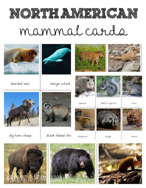 Free printables: North American Animals 3 part cards by Welcome to Mommyhood #freeprintables, #preschool, #montessoriactivities Montessori Geography, North American Animals, Animal Classification, Montessori Lessons, Big Horn Sheep, Animals Printable, Montessori Learning, American Animals, Animal Science