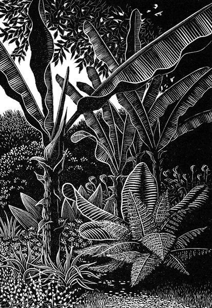 indigodreams: “Sheila Watkins - Bananas at Overbecks ” Woodcut Art, Scratchboard Art, Linocut Printmaking, Lino Art, Lino Cut, Linocut Art, Printmaking Art, Woodcuts Prints, Desenho Tattoo