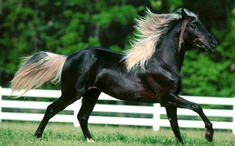 Black horse blonde mane Rare Horses, Regnul Animal, Majestic Horses, Horse Wallpaper, Akhal Teke, Most Beautiful Horses, Majestic Horse, All About Horses, I Love Horses