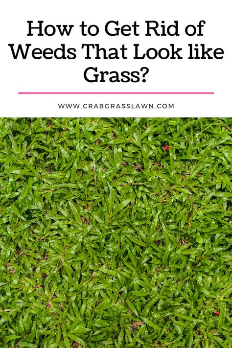 How to Get Rid of Weeds That Look like Grass? Foxtail Grass, Rye Grass, Grass Weeds, Tall Fescue, Lawn Turf, Blue Fescue, Ground Covering, Lawn And Landscape, How To Grow Taller