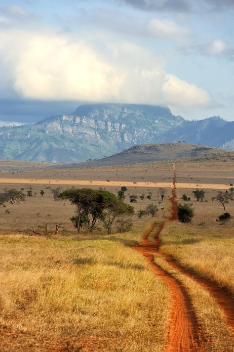 Savannah Grasslands Africa, Savanna Aesthetic, Savanna Africa, Kenya Landscape, Savanna Landscape, Savannah Landscape, Africa Landscape, Africa Photography, Out Of Africa